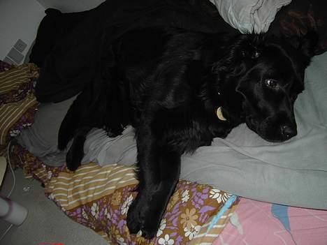 Flat coated retriever Gissa - den fede billede 16