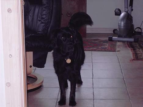 Flat coated retriever Gissa - .. billede 17