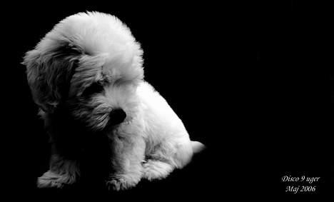 Coton de tulear Disco billede 7