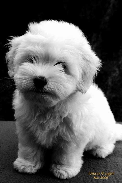 Coton de tulear Disco billede 8