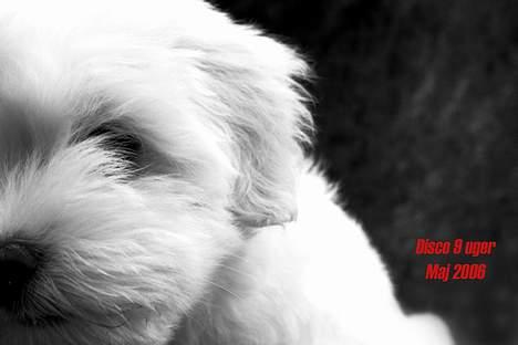 Coton de tulear Disco billede 9