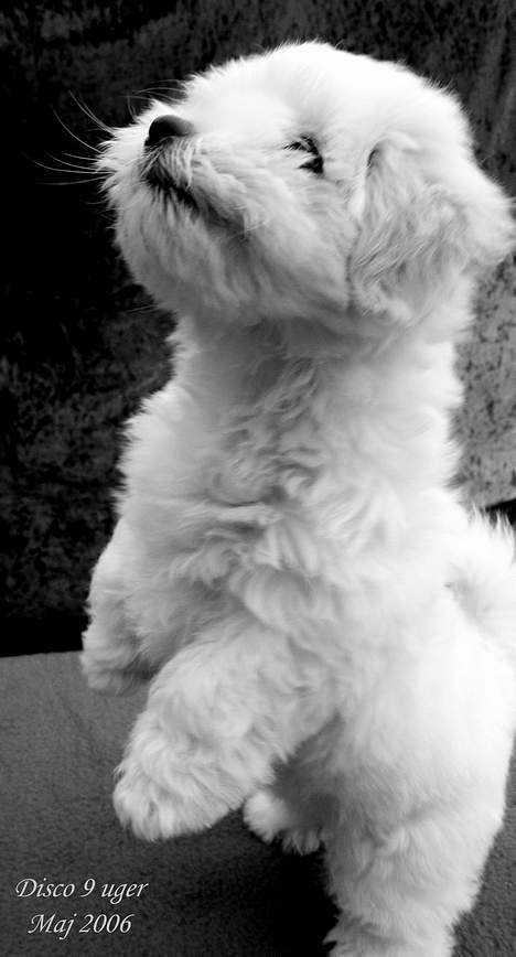 Coton de tulear Disco billede 10