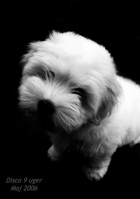 Coton de tulear Disco billede 11