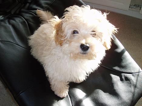 Dværgpuddel Futte billede 1