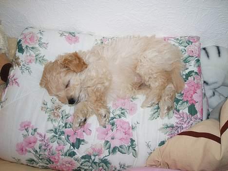 Dværgpuddel Futte billede 2