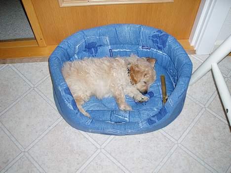 Dværgpuddel Futte billede 3