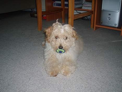 Dværgpuddel Futte billede 4