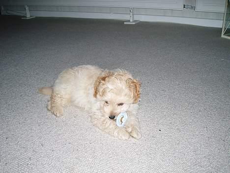 Dværgpuddel Futte billede 5