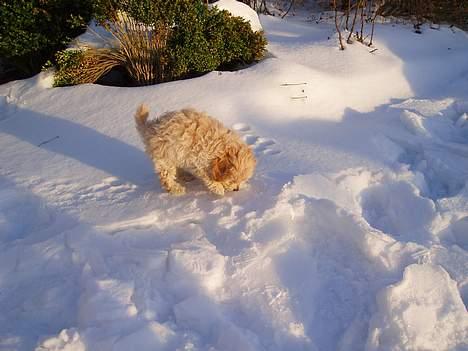 Dværgpuddel Futte billede 6