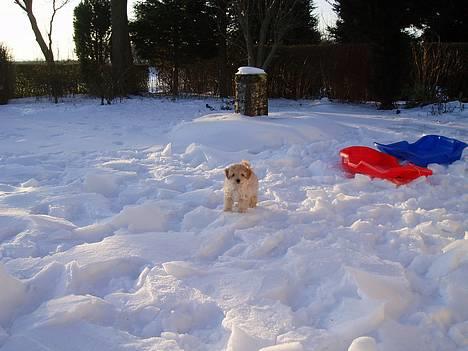 Dværgpuddel Futte billede 7