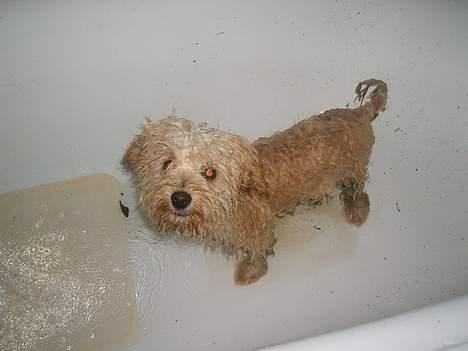 Dværgpuddel Futte billede 8