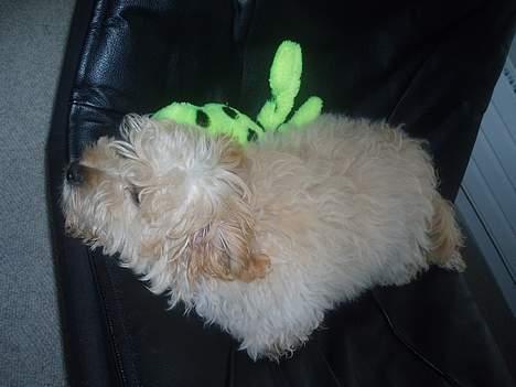 Dværgpuddel Futte billede 9