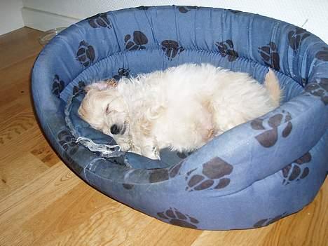 Dværgpuddel Futte billede 10