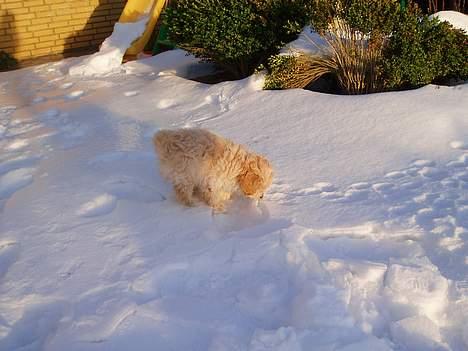 Dværgpuddel Futte billede 12