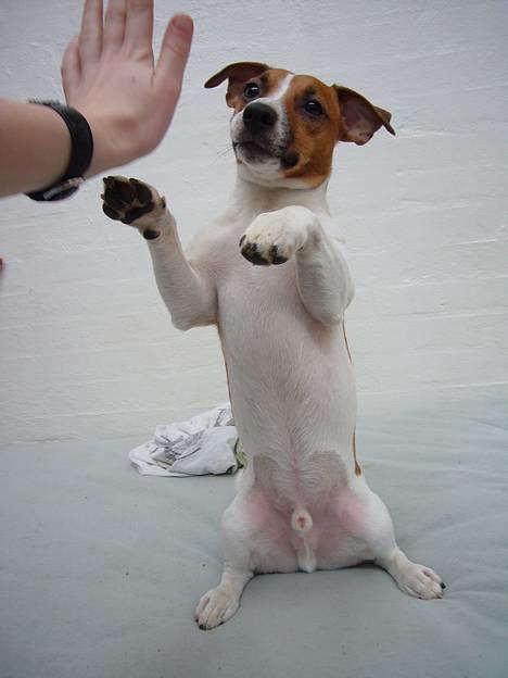 Jack russell terrier Buller - giv mig hejfive billede 19