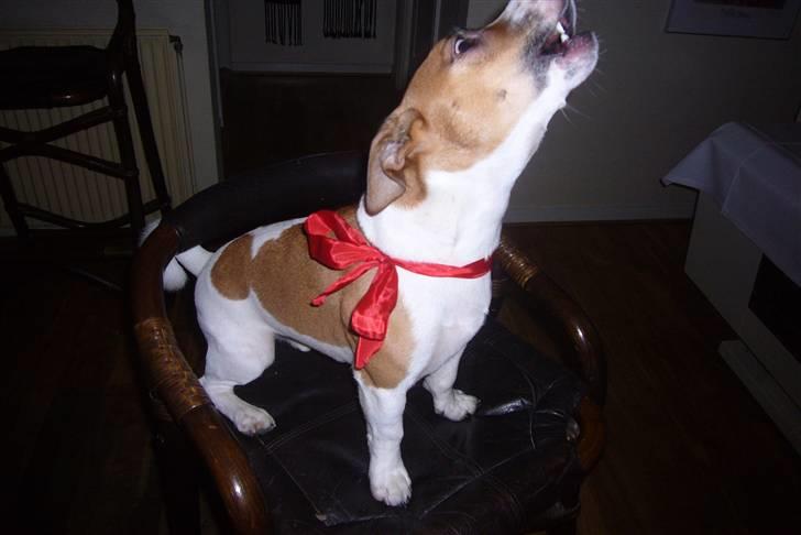 Jack russell terrier Buller - nu er det juuuuuuuuuuuul :D billede 20