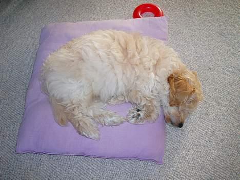 Dværgpuddel Futte billede 13