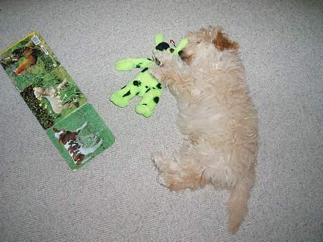 Dværgpuddel Futte billede 14