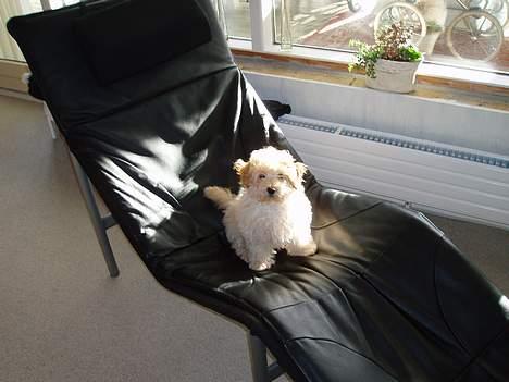 Dværgpuddel Futte billede 15