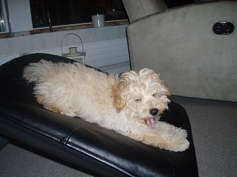 Dværgpuddel Futte billede 16