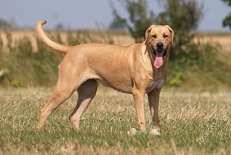 Broholmer Idun, Dronningen - Dunse billede 13
