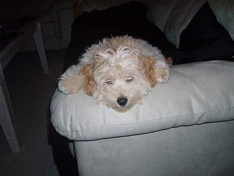 Dværgpuddel Futte billede 17