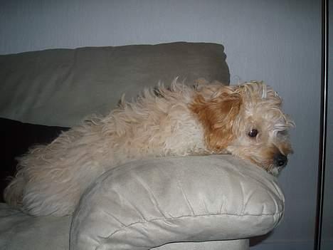 Dværgpuddel Futte billede 18