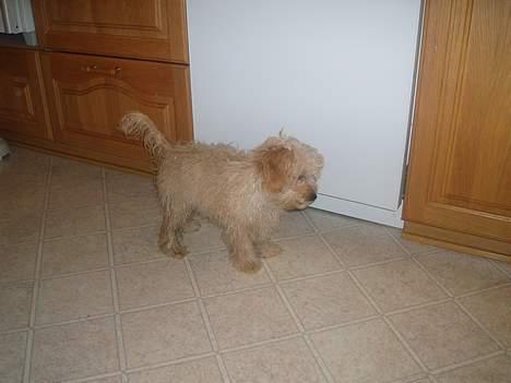 Dværgpuddel Futte billede 19