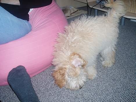 Dværgpuddel Futte billede 20