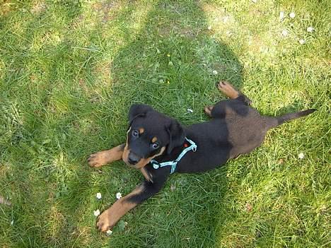 Rottweiler Cash billede 1