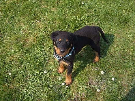 Rottweiler Cash billede 2