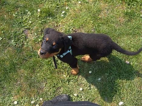 Rottweiler Cash billede 3