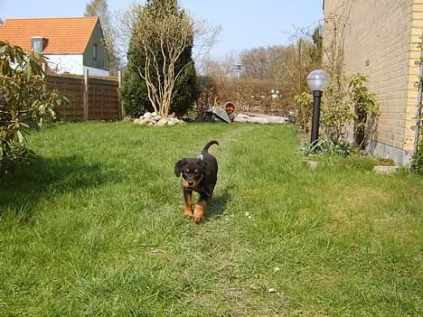 Rottweiler Cash billede 4