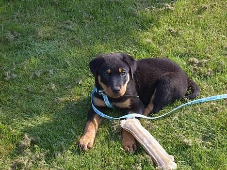 Rottweiler Cash billede 5