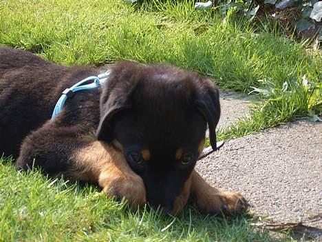 Rottweiler Cash billede 6