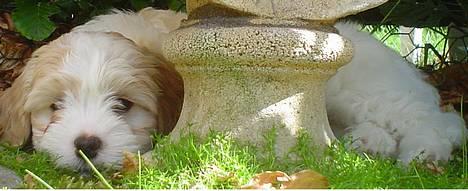 Blanding af racer Oskar - Oskar er 8 uger, første dag hjemme ved mig :) billede 3