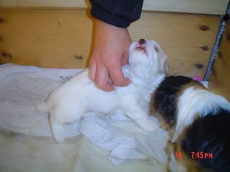 Blanding af racer Oskar - Hov hvem er du? 4 uger billede 4