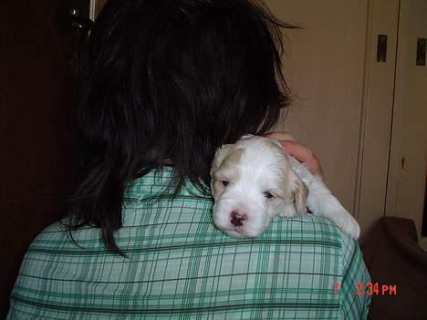 Blanding af racer Oskar - Babyen 3 uger gammel billede 5