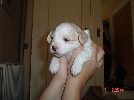 Blanding af racer Oskar - 3 uger billede 6