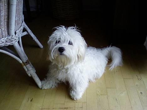 Blanding af racer Oskar billede 7