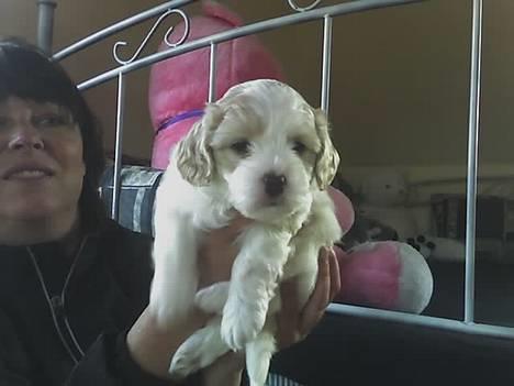 Blanding af racer Oskar billede 8