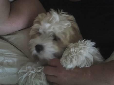 Blanding af racer Oskar billede 9