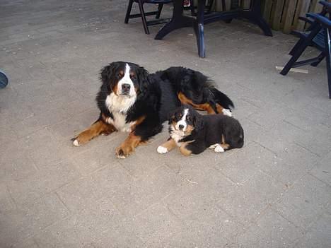 Berner sennenhund Bendji   R.I.P. - Boomer og Bendji hygger billede 5