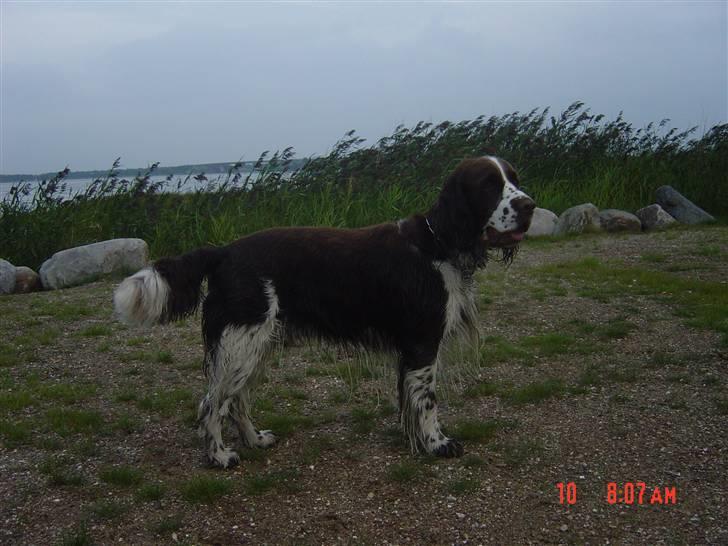Engelsk springer spaniel kvik billede 18