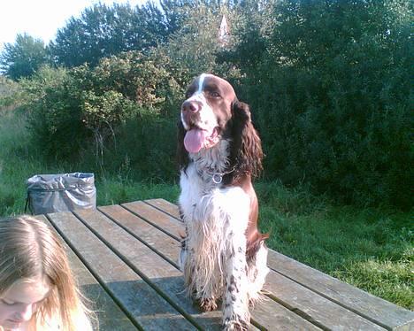 Engelsk springer spaniel kvik billede 19