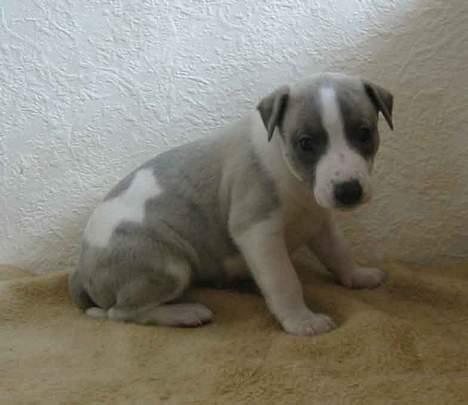 Whippet Rufus IX - ca.1 måned gammel... billede 1