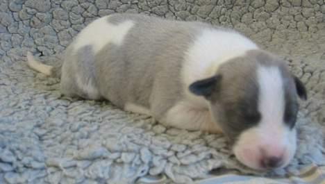 Whippet Rufus IX - ca 2 uger gammel billede 2