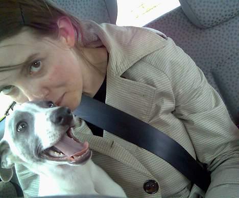 Whippet Rufus IX - på vejen hjem -først i bil billede 3