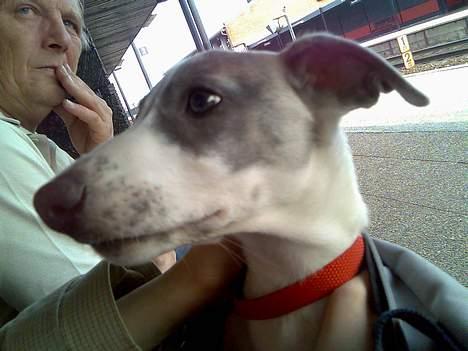 Whippet Rufus IX - på vejen hjem -så på stationen billede 4