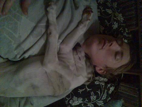 Whippet Rufus IX - og endelig er vi hjemme billede 5